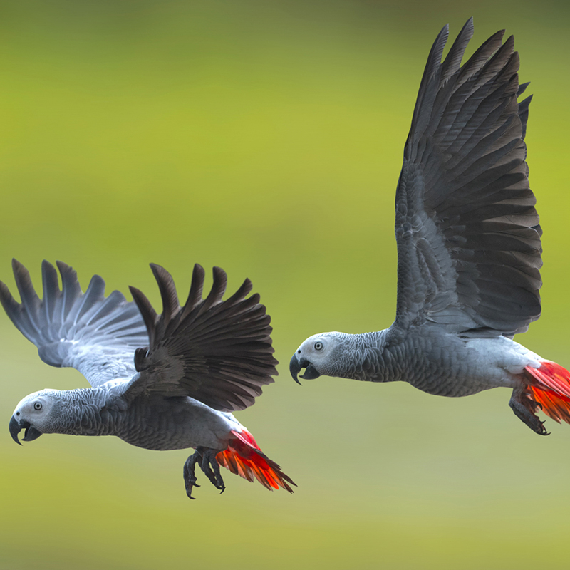 Grey parrot discount