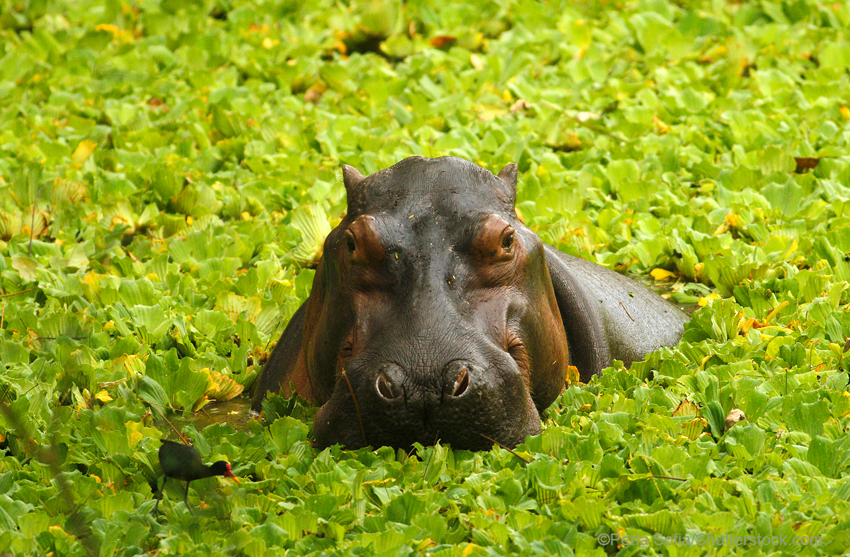 Hippopotamus - World Land Trust Hippopotamus - World Land Trust