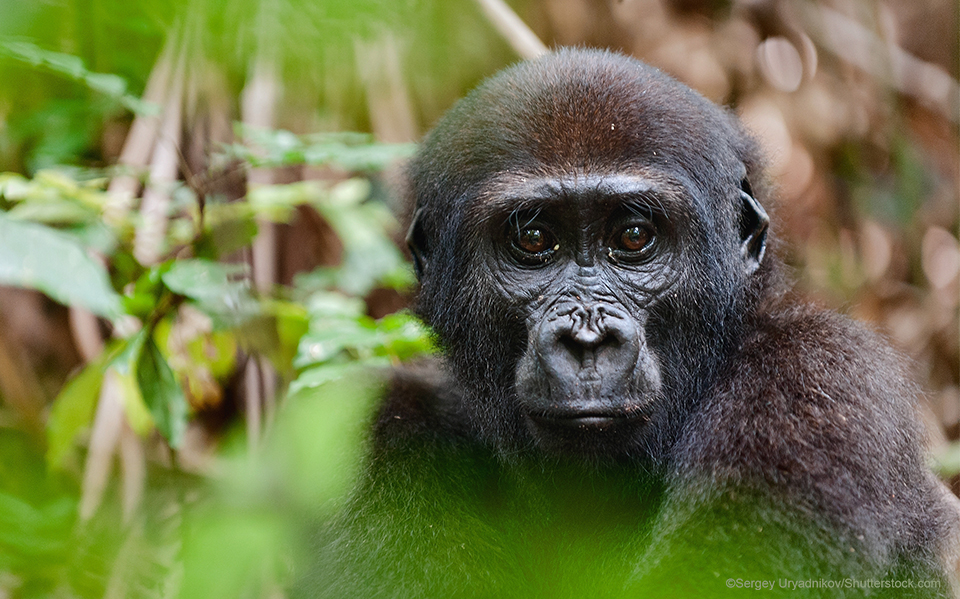 Western Lowland Gorilla - World Land Trust Western Lowland Gorilla - World Land Trust
