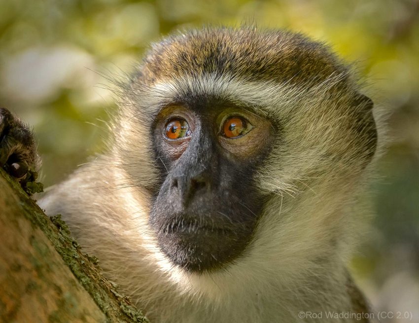 Vervet Monkey