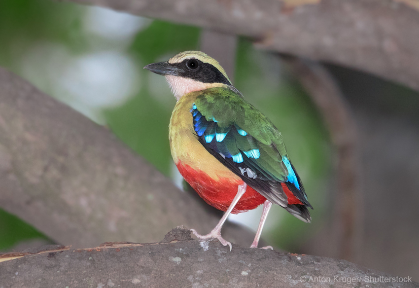 bird