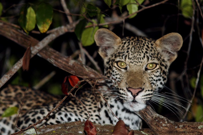 Leopard