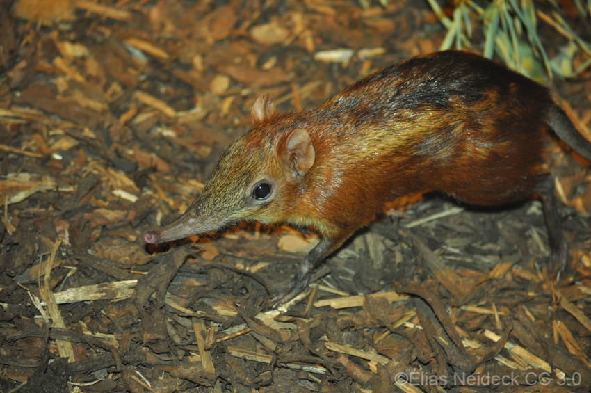 Zooming into Tanzania's tiny specialists, part 2: Protecting the Chequered Elephant  Shrew through our new appeal - World Land Trust