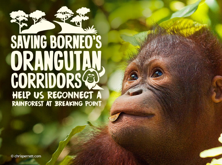 Saving Borneo's Orangutan Corridors: WLT launches new appeal to