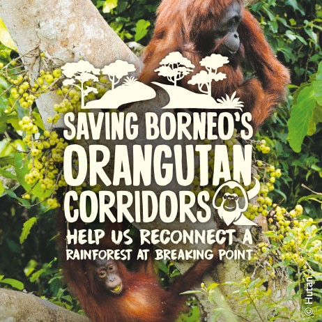 Saving Borneos Orangutans Saving Borneos Orangutans