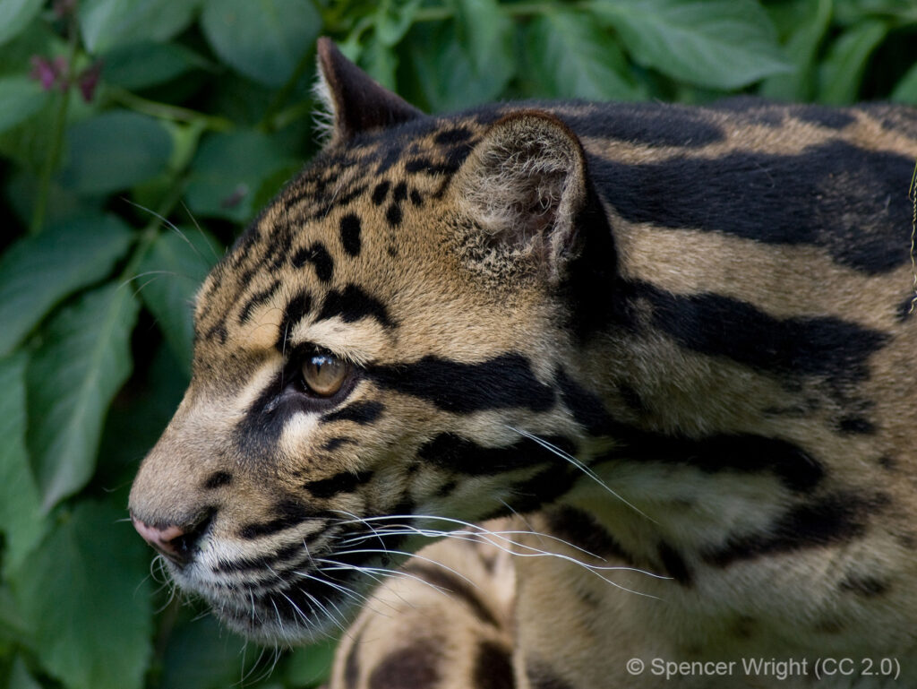 Sunda_Clouded_Leopard Sunda Clouded Leopard