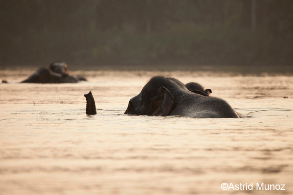 Bornean Elephants Bornean Elephants