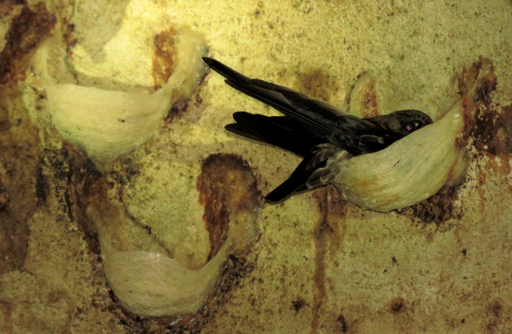 Ediblenest Swiftlets Species comeback in Borneo shows impact you can