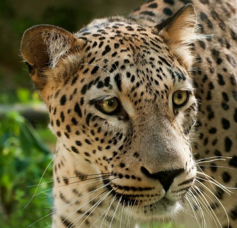 Conservation success in Armenia as Endangered Caucasian Leopard returns ...