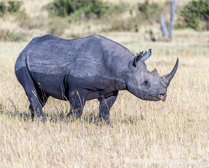 Eastern Black Rhino - World Land Trust