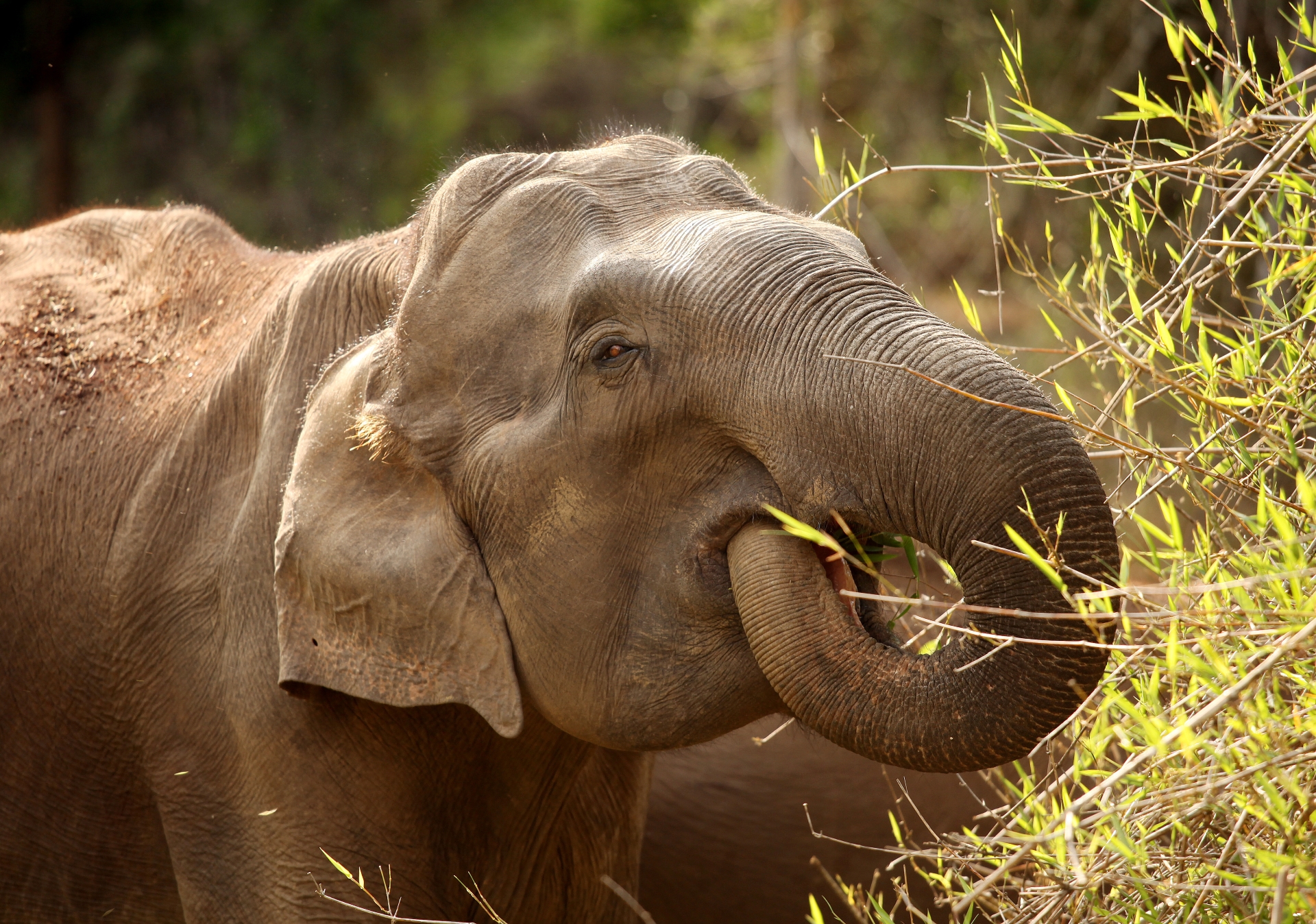 Слоновый язык. Индийский слон. Животное с большим носом кроме слона. Животные жарких районов. Животный мир жарких районов.