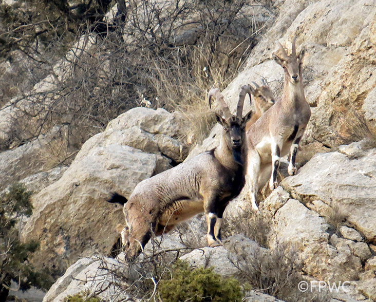 Bezoar goat facts, pictures, behaviour, habitat and conservation status