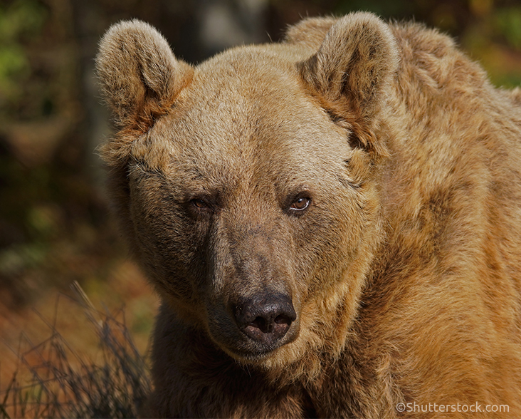 Brown Bears: Threats, Conservation, & Interesting Facts