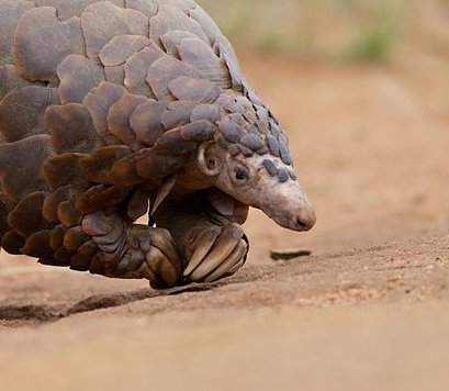 Pangolin Drôle De Dessin Animé Isolé Sur Fond Blanc | Vecteur Premium