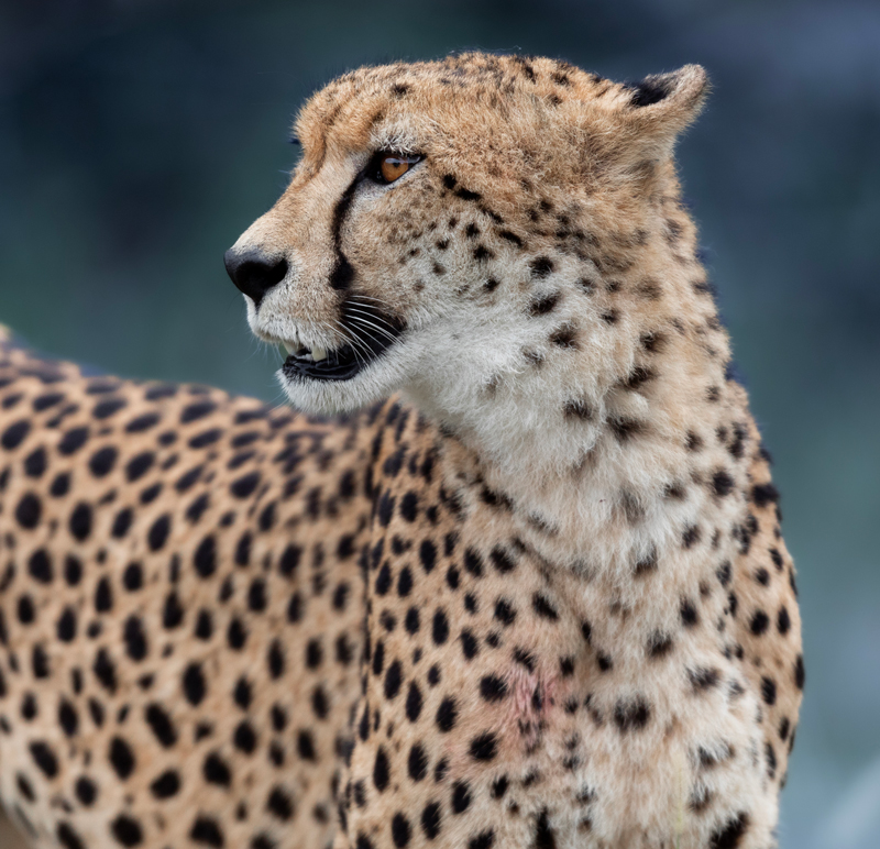 Cheetah (Acinonyx jubatus)