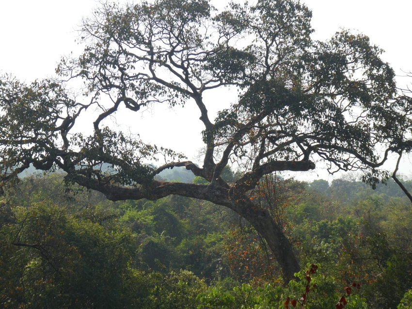 The protection of old growth forests like these benefits a whole range of species. Since 2018, WLT have been improving ecological connectivity between these sites. Credit: Richard Cuthbert/WLT