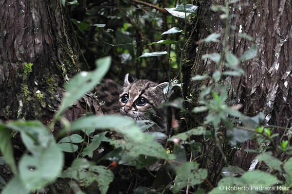 Margay