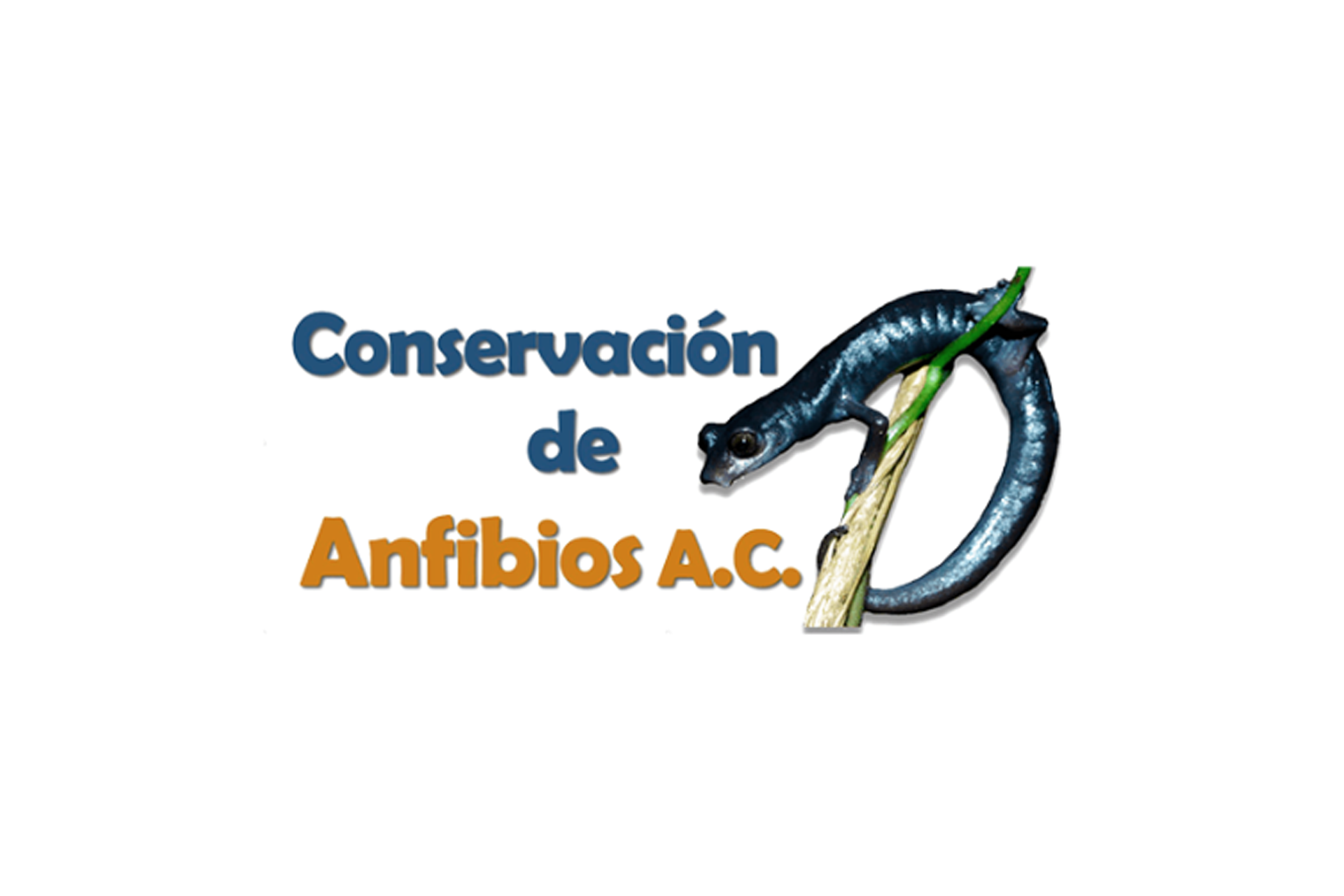 Anfibios logo