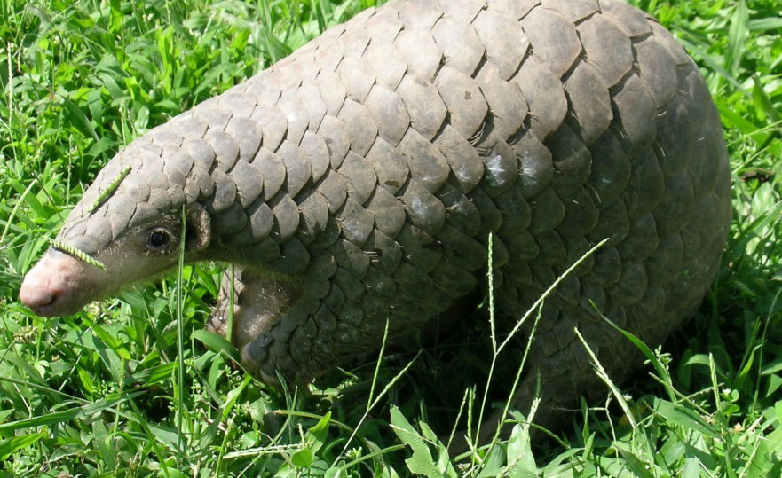 Chinese Pangolin