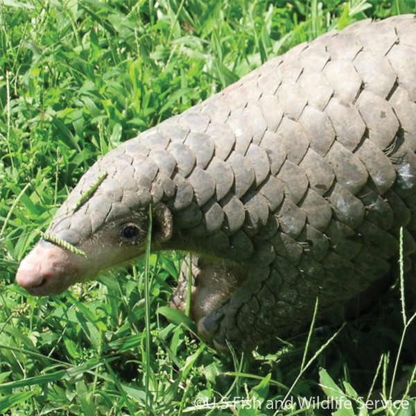 Chinese-Pangolin
