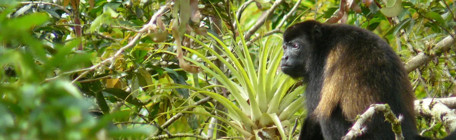 Golden-mantled Howler Monkey ©Scott Guiver