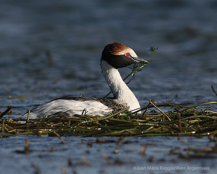Hooded Grebe Argentina