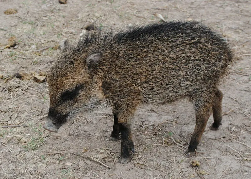 White-lipped-Peccary