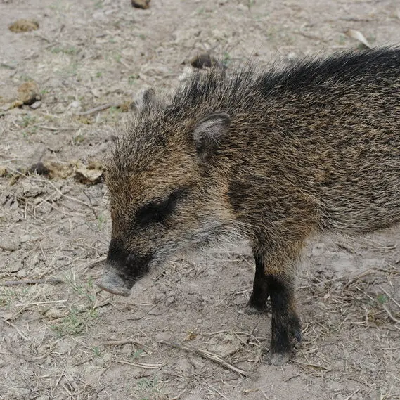 White-lipped-Peccary