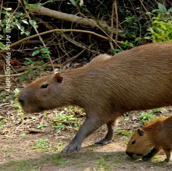 Capybara