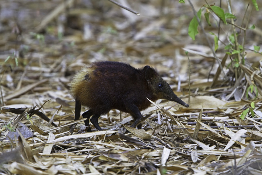 Golden Rumped Elephant Shrew (Rhynchocyon chrysopygus)