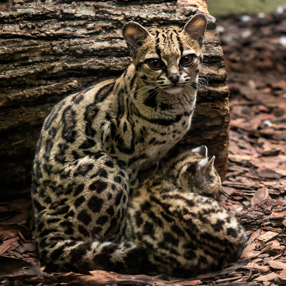 Margay