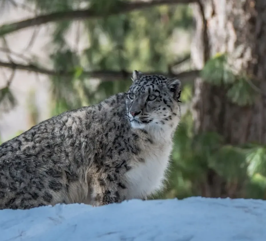 Snow leopard
