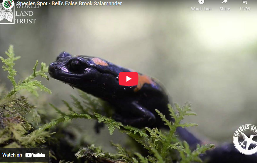 Bell's False Brook Salamander