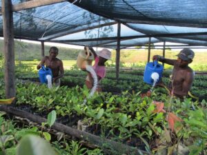 Village nursery producing native tree seedlings photo by David-Rajaonarivelo