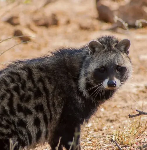 african-civet