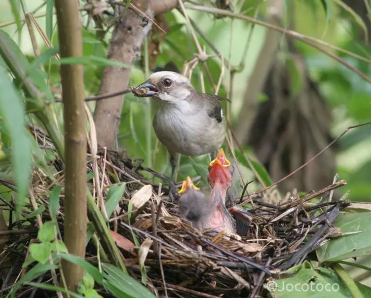 Pale-headed-brushfinch