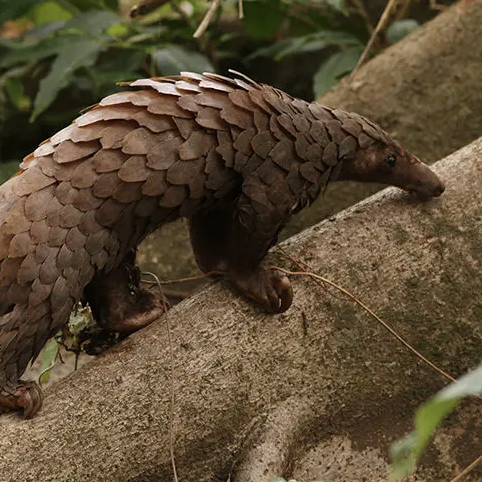 White-bellied Pangolins