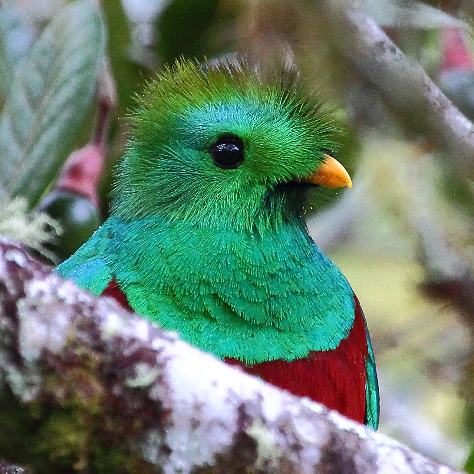 Resplendant Quetzal