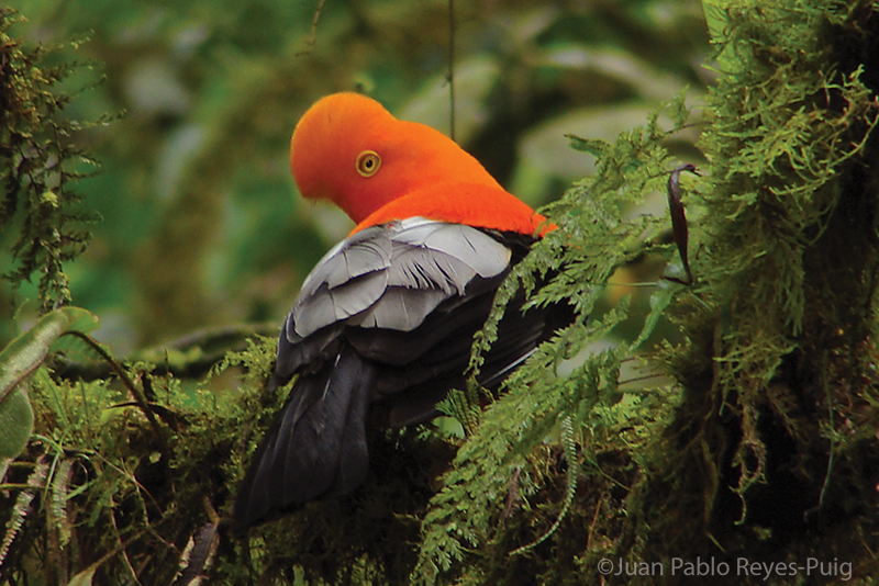 Andean Cock-of-the-rock