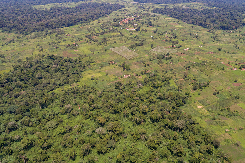 Bugoma-Wambabya Corridor, Uganda