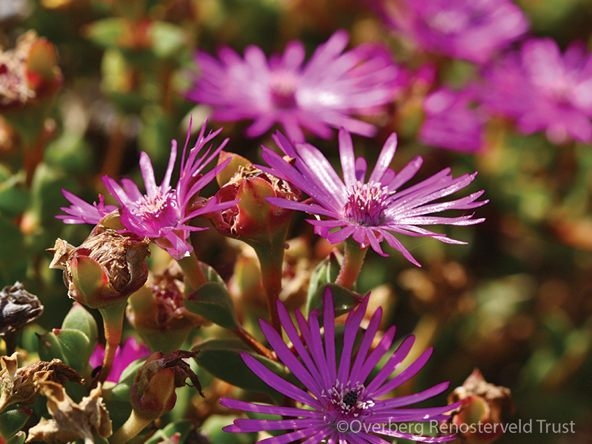 Drosanthemum quadratum