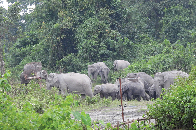 A herd of elephants in the project area.