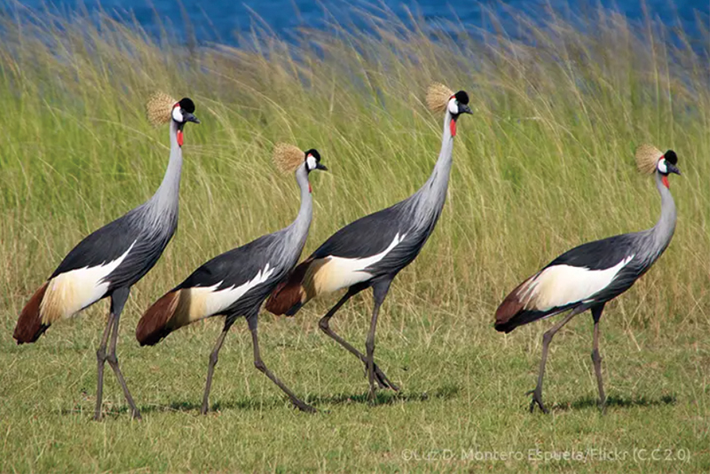 Grey Crowned Cranes Uganda