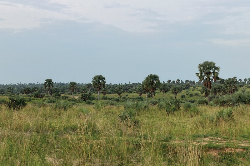 A view of Nyamukino Reserve landscape