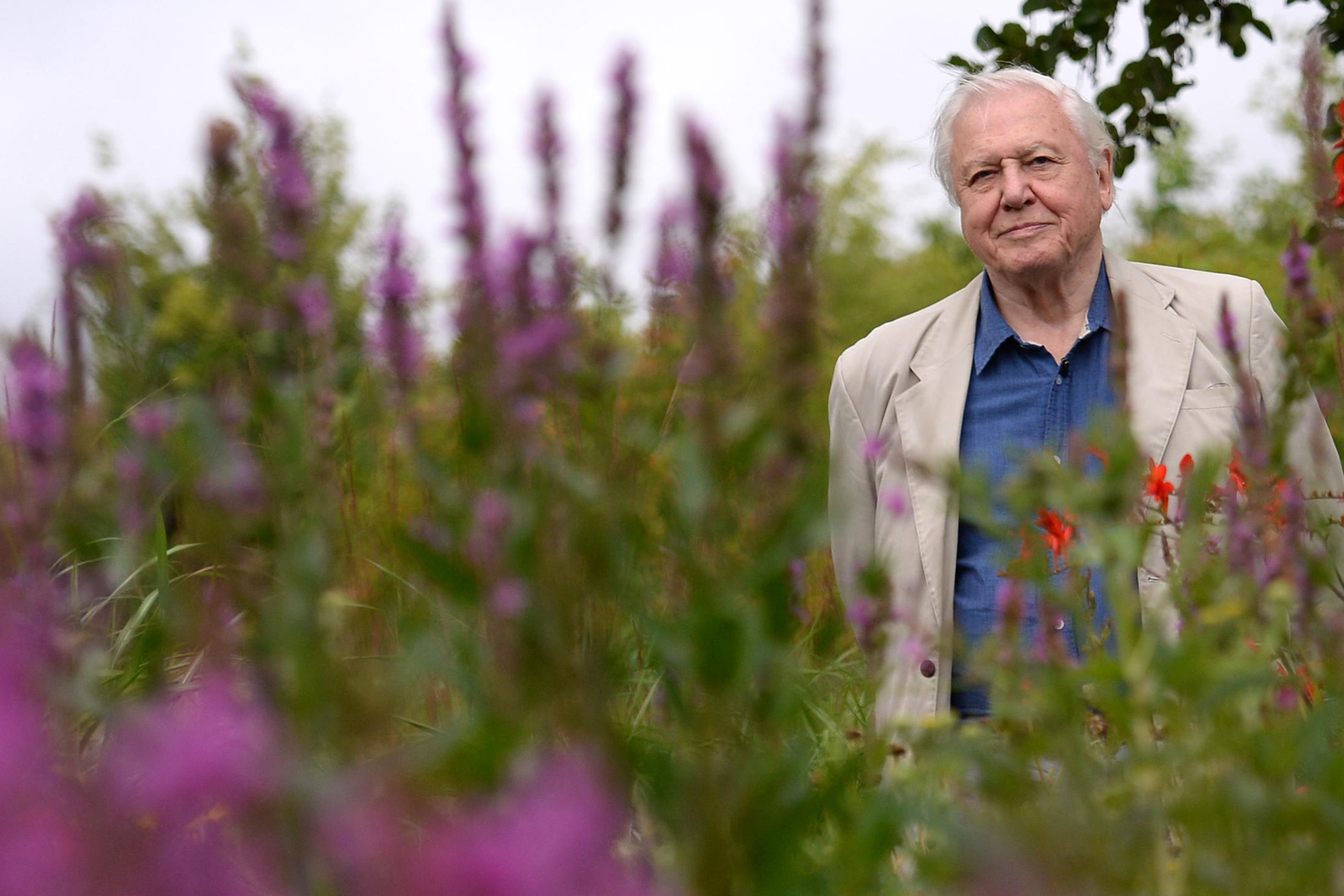 Sir David Attenborough