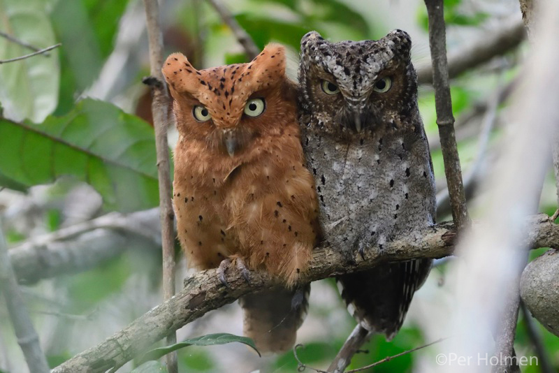 A pair of Sokoke Scops Owls sitting on a branch