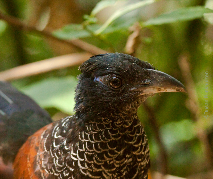 Banded ground cuckoo