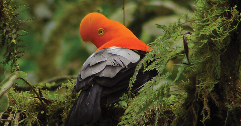 Andean Cock-of-the-rock