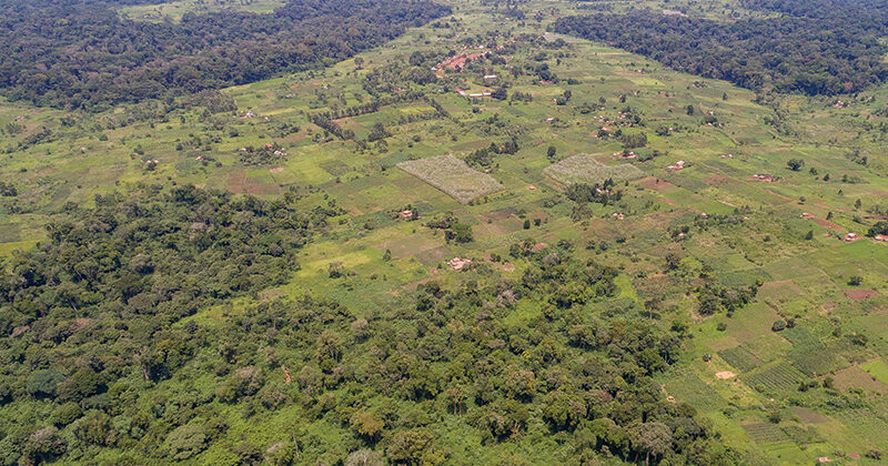 Albertine Rift - Trees For Global Benefits - World Land Trust