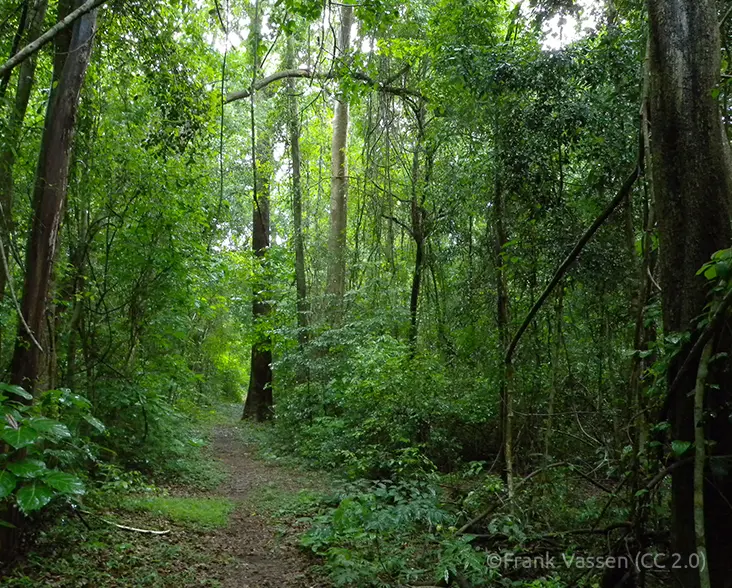 A view of forest in Ankarafantiska